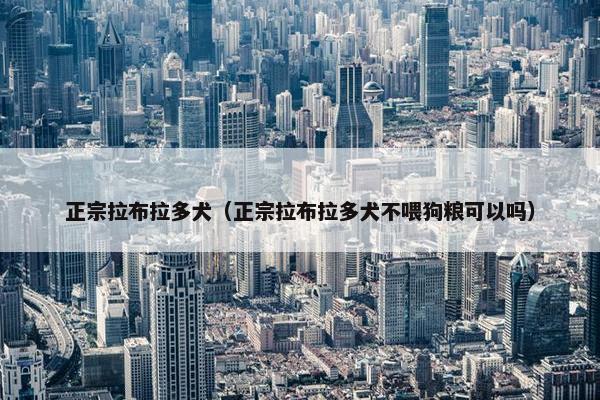 正宗拉布拉多犬（正宗拉布拉多犬不喂狗粮可以吗）