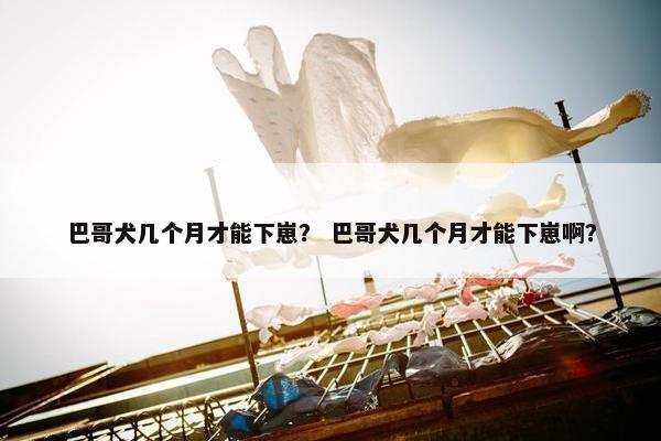 巴哥犬几个月才能下崽？ 巴哥犬几个月才能下崽啊？