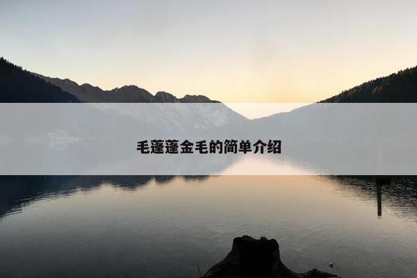 毛蓬蓬金毛的简单介绍