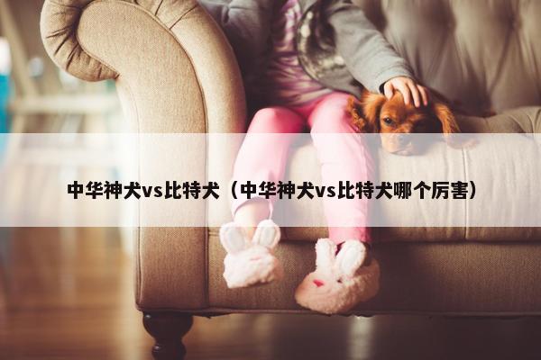 中华神犬vs比特犬（中华神犬vs比特犬哪个厉害）