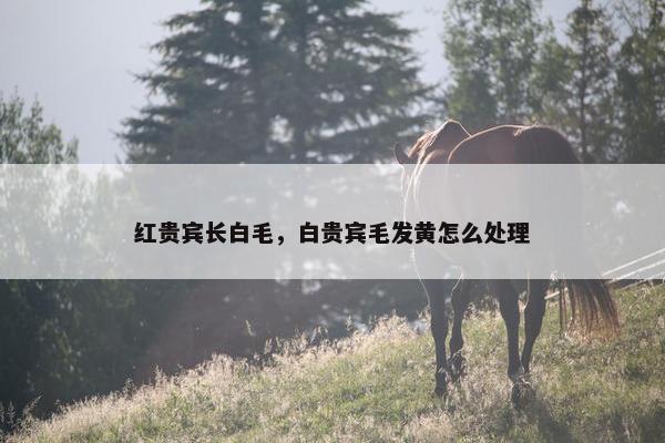 红贵宾长白毛，白贵宾毛发黄怎么处理