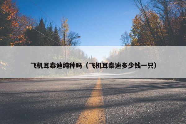 飞机耳泰迪纯种吗（飞机耳泰迪多少钱一只）