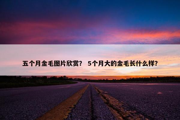 五个月金毛图片欣赏？ 5个月大的金毛长什么样？