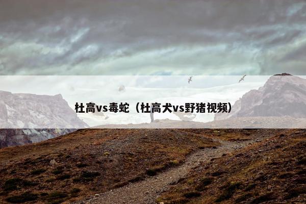 杜高vs毒蛇（杜高犬vs野猪视频）
