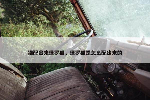 猫配出来暹罗猫，暹罗猫是怎么配出来的