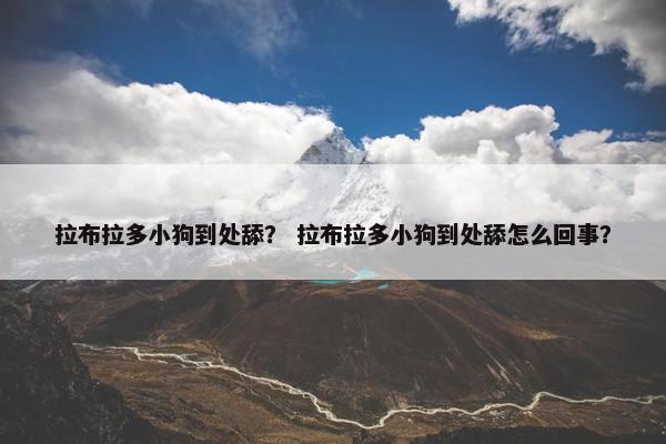 拉布拉多小狗到处舔？ 拉布拉多小狗到处舔怎么回事？