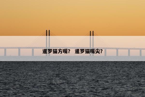 暹罗猫方嘴？ 暹罗猫嘴尖？