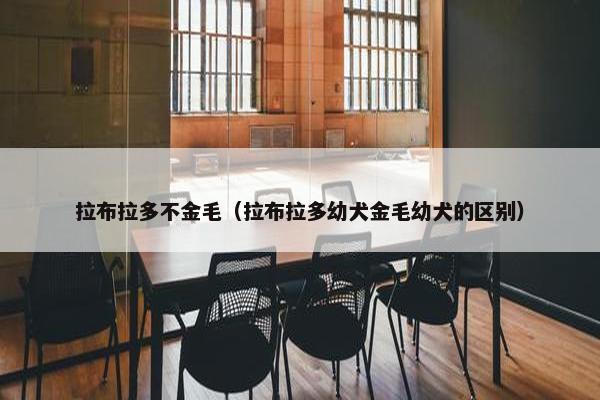 拉布拉多不金毛（拉布拉多幼犬金毛幼犬的区别）