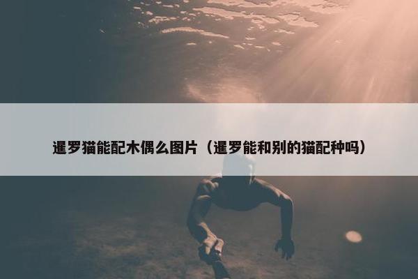 暹罗猫能配木偶么图片（暹罗能和别的猫配种吗）
