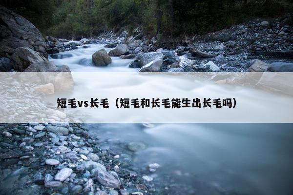 短毛vs长毛（短毛和长毛能生出长毛吗）