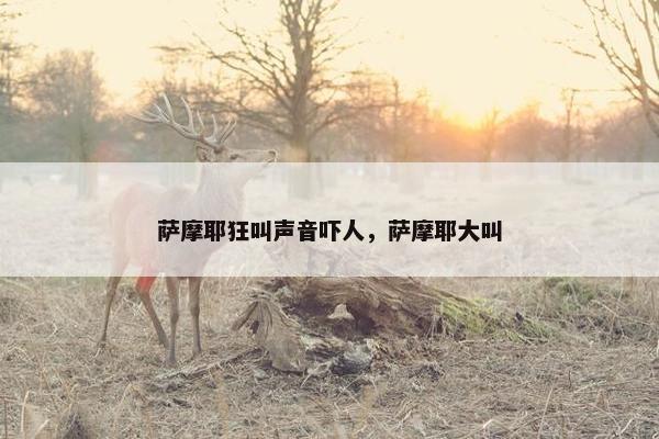 萨摩耶狂叫声音吓人，萨摩耶大叫