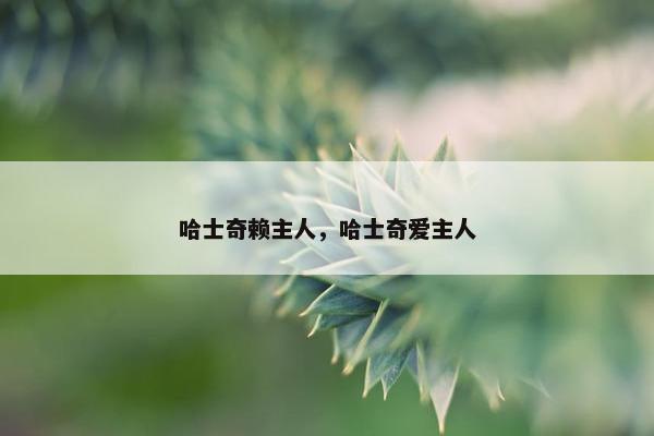 哈士奇赖主人，哈士奇爱主人