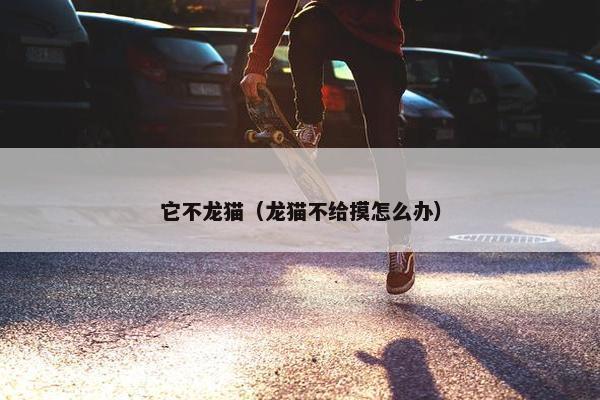 它不龙猫（龙猫不给摸怎么办）