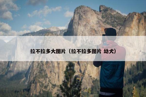 拉不拉多大图片（拉不拉多图片 幼犬）