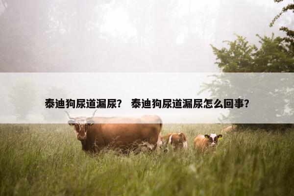 泰迪狗尿道漏尿？ 泰迪狗尿道漏尿怎么回事？