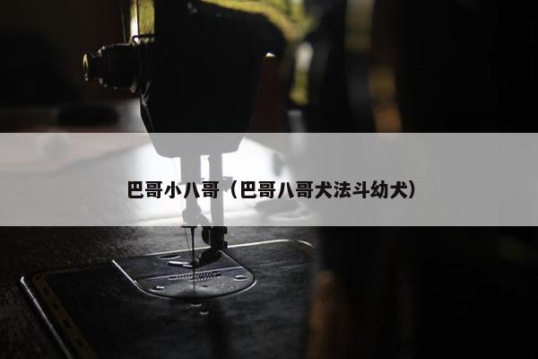巴哥小八哥（巴哥八哥犬法斗幼犬）