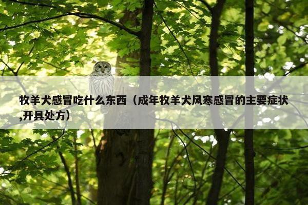 牧羊犬感冒吃什么东西（成年牧羊犬风寒感冒的主要症状,开具处方）