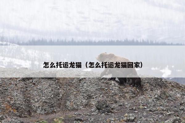 怎么托运龙猫（怎么托运龙猫回家）