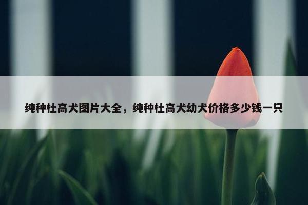 纯种杜高犬图片大全，纯种杜高犬幼犬价格多少钱一只