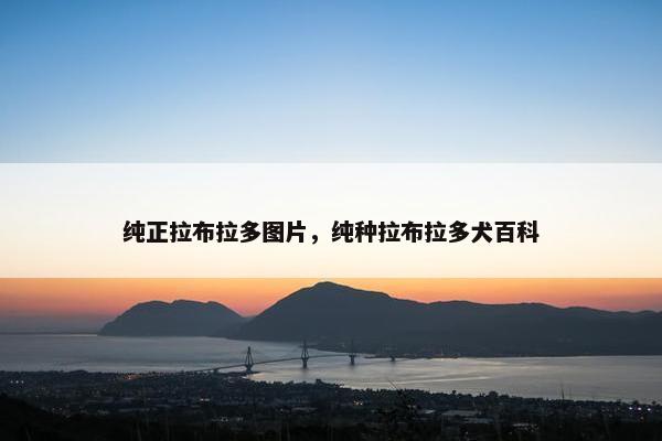 纯正拉布拉多图片，纯种拉布拉多犬百科