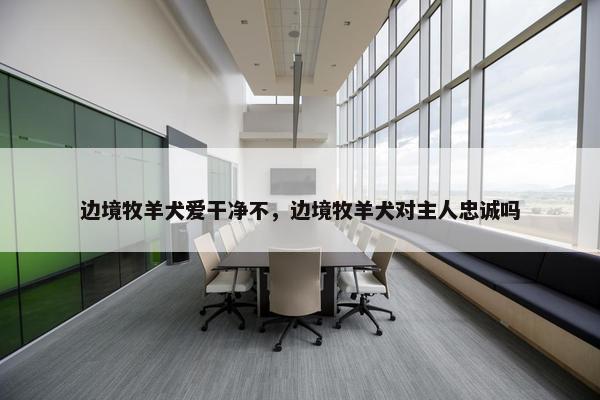 边境牧羊犬爱干净不，边境牧羊犬对主人忠诚吗