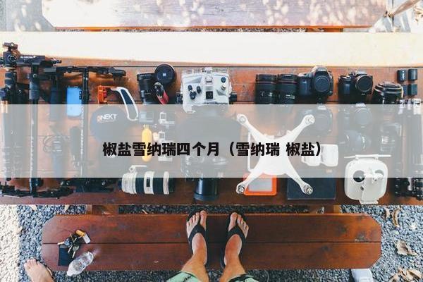 椒盐雪纳瑞四个月（雪纳瑞 椒盐）