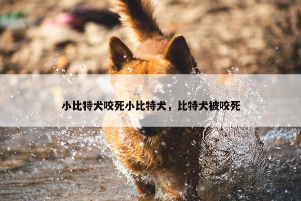 小比特犬咬死小比特犬，比特犬被咬死