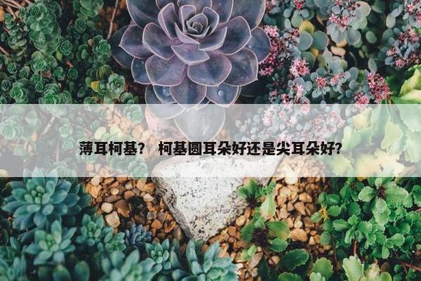 薄耳柯基？ 柯基圆耳朵好还是尖耳朵好？