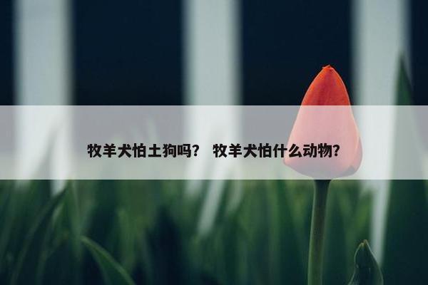 牧羊犬怕土狗吗？ 牧羊犬怕什么动物？