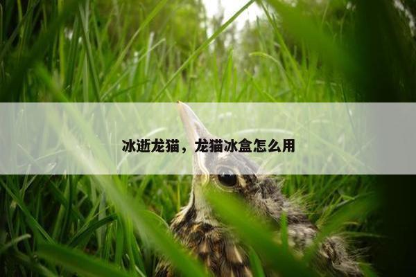 冰逝龙猫，龙猫冰盒怎么用