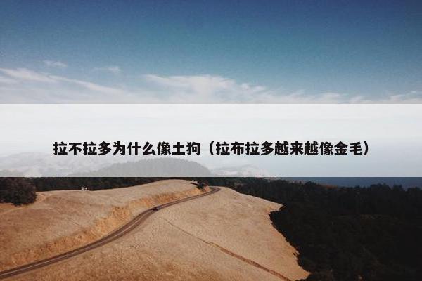拉不拉多为什么像土狗（拉布拉多越来越像金毛）