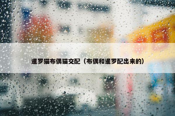 暹罗猫布偶猫交配（布偶和暹罗配出来的）