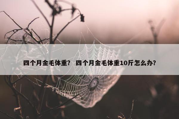 四个月金毛体重？ 四个月金毛体重10斤怎么办？