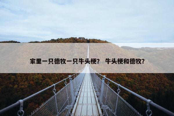 家里一只德牧一只牛头梗？ 牛头梗和德牧？