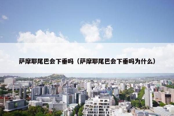 萨摩耶尾巴会下垂吗（萨摩耶尾巴会下垂吗为什么）