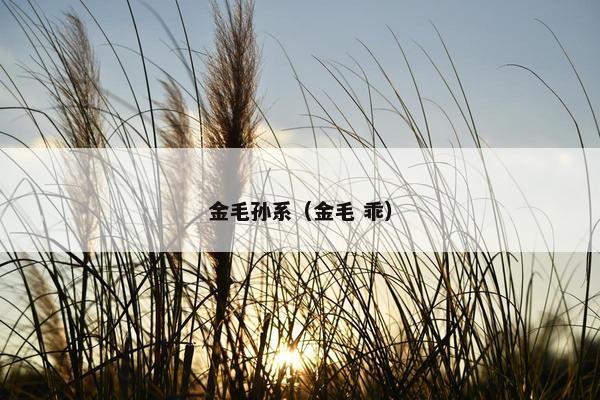 金毛孙系（金毛 乖）