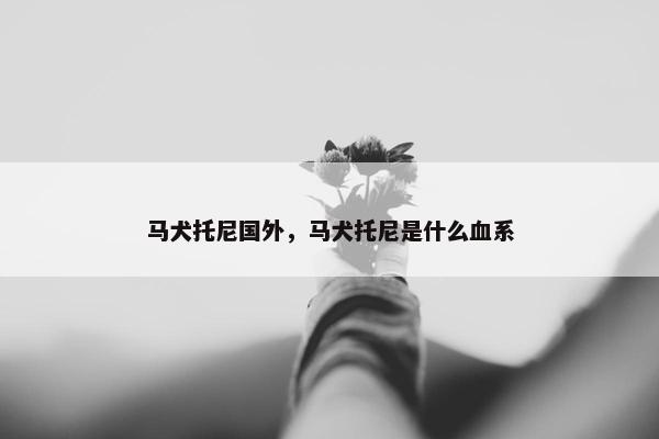马犬托尼国外，马犬托尼是什么血系