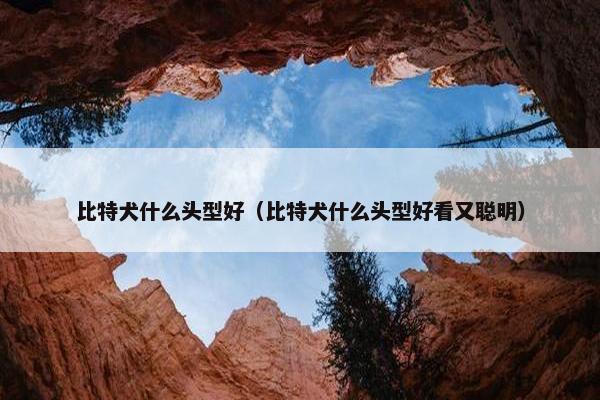 比特犬什么头型好（比特犬什么头型好看又聪明）