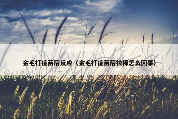 金毛打疫苗后反应（金毛打疫苗后拉稀怎么回事）
