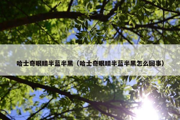 哈士奇眼睛半蓝半黑（哈士奇眼睛半蓝半黑怎么回事）