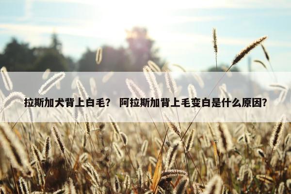 拉斯加犬背上白毛？ 阿拉斯加背上毛变白是什么原因？