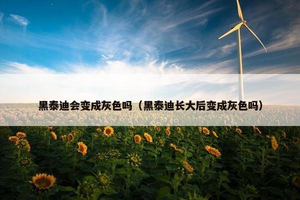 黑泰迪会变成灰色吗（黑泰迪长大后变成灰色吗）