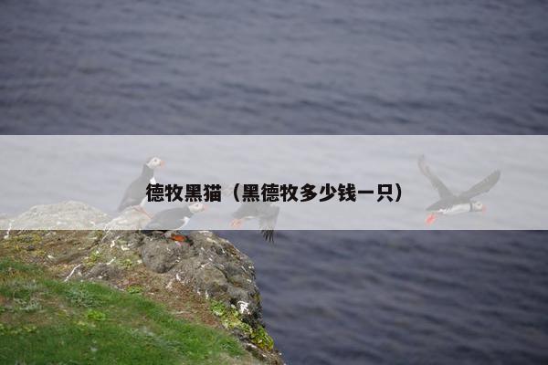 德牧黑猫（黑德牧多少钱一只）