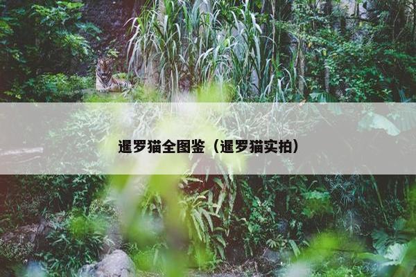 暹罗猫全图鉴（暹罗猫实拍）