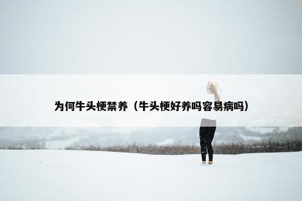 为何牛头梗禁养（牛头梗好养吗容易病吗）