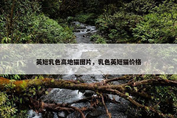 英短乳色高地猫图片，乳色英短猫价格