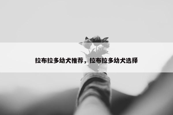 拉布拉多幼犬推荐，拉布拉多幼犬选择