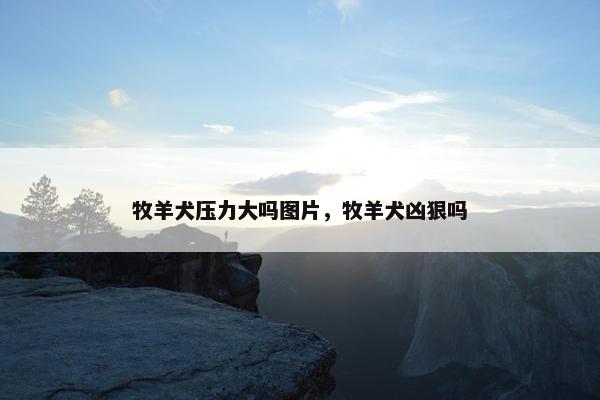 牧羊犬压力大吗图片，牧羊犬凶狠吗