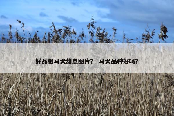 好品相马犬幼崽图片？ 马犬品种好吗？