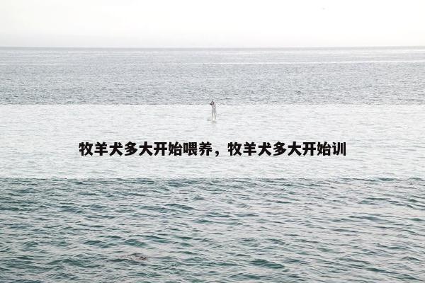 牧羊犬多大开始喂养，牧羊犬多大开始训